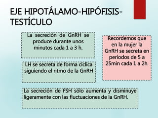EJE HIPOTÁLAMO-HIPÓFISIS-
TESTÍCULO
La secreción de FSH sólo aumenta y disminuye
ligeramente con las fluctuaciones de la GnRH.
La secreción de GnRH se
produce durante unos
minutos cada 1 a 3 h.
LH se secreta de forma cíclica
siguiendo el ritmo de la GnRH
Recordemos que
en la mujer la
GnRH se secreta en
períodos de 5 a
25min cada 1 a 2h.
 