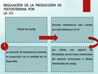 REGULACIÓN DE LA PRODUCCIÓN DE
TESTOSTERONA POR
LA LH.
Células de Leydig
Secretan testosterona sólo cuando
son estimuladas por la LH.
La secreción de testosterona aumenta
en proporción con la cantidad de LH
disponible.
Las células con aspecto de
fibroblastos de las zonas intersticiales
del testículo evolucionan a células
intersticiales de Leydig.
!
 