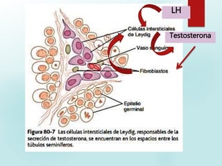 Testosterona
LH
 