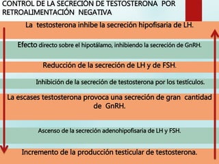 CONTROL DE LA SECRECIÓN DE TESTOSTERONA POR
RETROALIMENTACIÓN NEGATIVA
Incremento de la producción testicular de testosterona.
La testosterona inhibe la secreción hipofisaria de LH.
Efecto directo sobre el hipotálamo, inhibiendo la secreción de GnRH.
Reducción de la secreción de LH y de FSH.
Inhibición de la secreción de testosterona por los testículos.
La escases testosterona provoca una secreción de gran cantidad
de GnRH.
Ascenso de la secreción adenohipofisaria de LH y FSH.
 