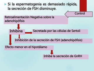  Si la espermatogenia es demasiado rápida,
la secreción de FSH disminuye.
Retroalimentación Negativa sobre la
adenohipófisis
Inhibina Secretada por las células de Sertoli
Inhibición de la secreción de FSH (adenohipófisis)
Efecto menor en el hipotálamo
Inhibe la secreción de GnRH
Control
 