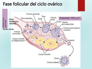 Fase folicular del ciclo ovárico
Recién nacida
Niñez
Maduración
detenida
Célulasdela
granulosa
Pubertad= FSH y LT
 