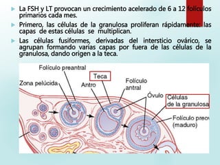  La FSH y LT provocan un crecimiento acelerado de 6 a 12 folículos
primarios cada mes.
 Primero, las células de la granulosa proliferan rápidamente: las
capas de estas células se multiplican.
 Las células fusiformes, derivadas del intersticio ovárico, se
agrupan formando varias capas por fuera de las células de la
granulosa, dando origen a la teca.
 
