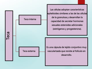 Teca
Teca interna
Las células adoptan características
epitelioides similares a las de las células
de la granulosa y desarrollan la
capacidad de secretar hormonas
sexuales esteroides adicionales
(estrógenos y progesterona).
Teca externa
Es una cápsula de tejido conjuntivo muy
vascularizada que reviste al folículo en
desarrollo.
 