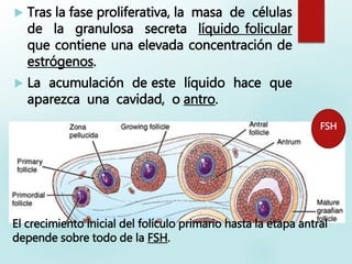  Tras la fase proliferativa, la masa de células
de la granulosa secreta líquido folicular
que contiene una elevada concentración de
estrógenos.
 La acumulación de este líquido hace que
aparezca una cavidad, o antro.
El crecimiento inicial del folículo primario hasta la etapa antral
depende sobre todo de la FSH.
FSH
 