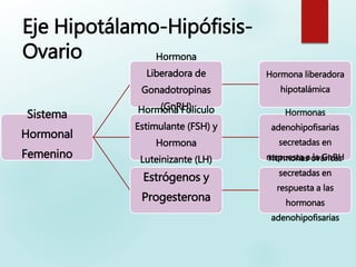 Eje Hipotálamo-Hipófisis-
Ovario
Sistema
Hormonal
Femenino
Hormona
Liberadora de
Gonadotropinas
(GnRH)
Hormona liberadora
hipotalámica
Hormona Folículo
Estimulante (FSH) y
Hormona
Luteinizante (LH)
Hormonas
adenohipofisarias
secretadas en
respuesta a la GnRH
Estrógenos y
Progesterona
Hormonas ováricas
secretadas en
respuesta a las
hormonas
adenohipofisarias
 