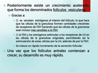  Posteriormente existe un crecimiento acelerado,
que forma los denominados folículos vesiculares.
 Gracias a:
 1) se secretan estrógenos al interior del folículo, lo que hace
que las células de la granulosa formen cantidades crecientes
de receptores de FSH haciendo que las células de la granulosa
sean incluso más sensibles a la FSH;
 2) la FSH y los estrógenos estimulan a los receptores de LH en
las células de la granulosa originales, permitiendo así la
estimulación de estas células por la LH, además de por la FSH.
 Se induce un rápido incremento de la secreción folicular.
 Una vez que los folículos antrales comienzan a
crecer, su desarrollo es muy rápido.
 