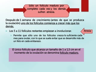 Después de 1 semana de crecimiento (antes de que se produzca
la ovulación) uno de los folículos comienza a crecer más que los
demás.
 Los 5 a 11 folículos restantes empiezan a involucionar.
 Permite que sólo uno de los folículos crezca lo suficiente cada
mes para ovular, con lo que se suele evitar que se desarrolle más de
un feto en cada embarazo.
El único folículo que alcanza un tamaño de 1 a 1,5 cm en el
momento de la ovulación se denomina folículo maduro.
Sólo un folículo madura por
completo cada vez y los demás
sufren atresia.
Atresia
 