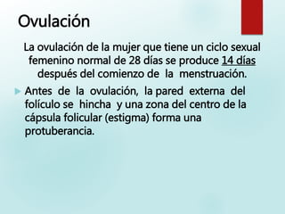 Ovulación
La ovulación de la mujer que tiene un ciclo sexual
femenino normal de 28 días se produce 14 días
después del comienzo de la menstruación.
 Antes de la ovulación, la pared externa del
folículo se hincha y una zona del centro de la
cápsula folicular (estigma) forma una
protuberancia.
 