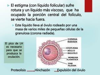  El estigma (con líquido folicular) sufre
rotura y un líquido más viscoso, que ha
ocupado la porción central del folículo,
se vierte hacia fuera.
 Este líquido lleva al óvulo rodeado por una
masa de varios miles de pequeñas células de la
granulosa (corona radiada).
El pico de LH
es necesario
para que se
produzca la
ovulación.
Proteolisis Hinchazón Expulsión del óvulo
 