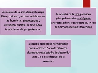 Las células de la granulosa del cuerpo
lúteo producen grandes cantidades de
las hormonas progesterona y
estrógeno, durante la fase lútea
(sobre todo de progesterona).
Las células de la teca producen
principalmente los andrógenos
androstenodiona y testosterona, en vez
de hormonas sexuales femeninas.
El cuerpo lúteo crece normalmente
hasta alcanzar 1,5 cm de diámetro,
alcanzando este estadio de desarrollo
unos 7 a 8 días después de la
ovulación.
 