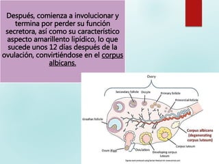 Después, comienza a involucionar y
termina por perder su función
secretora, así como su característico
aspecto amarillento lipídico, lo que
sucede unos 12 días después de la
ovulación, convirtiéndose en el corpus
albicans.
 