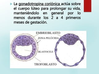  La gonadotropina coriónica actúa sobre
el cuerpo lúteo para prolongar su vida,
manteniéndolo en general por lo
menos durante los 2 a 4 primeros
meses de gestación.
 