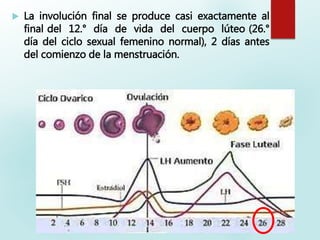  La involución final se produce casi exactamente al
final del 12.° día de vida del cuerpo lúteo (26.°
día del ciclo sexual femenino normal), 2 días antes
del comienzo de la menstruación.
 