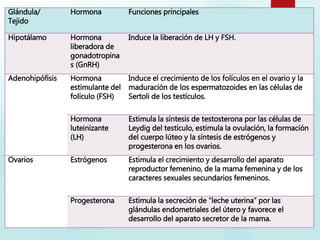 Glándula/
Tejido
Hormona Funciones principales
Hipotálamo Hormona
liberadora de
gonadotropina
s (GnRH)
Induce la liberación de LH y FSH.
Adenohipófisis Hormona
estimulante del
folículo (FSH)
Induce el crecimiento de los folículos en el ovario y la
maduración de los espermatozoides en las células de
Sertoli de los testículos.
Hormona
luteinizante
(LH)
Estimula la síntesis de testosterona por las células de
Leydig del testículo, estimula la ovulación, la formación
del cuerpo lúteo y la síntesis de estrógenos y
progesterona en los ovarios.
Ovarios Estrógenos Estimula el crecimiento y desarrollo del aparato
reproductor femenino, de la mama femenina y de los
caracteres sexuales secundarios femeninos.
Progesterona Estimula la secreción de “leche uterina” por las
glándulas endometriales del útero y favorece el
desarrollo del aparato secretor de la mama.
 