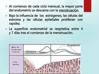  Al comienzo de cada ciclo mensual, la mayor parte
del endometrio se descama con la menstruación.
 Bajo la influencia de los estrógenos, las células del
estroma y las células epiteliales proliferan con
rapidez.
 La superficie endometrial se reepiteliza entre 4
y 7 días tras el comienzo de la menstruación.
 