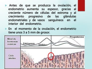  Antes de que se produzca la ovulación, el
endometrio aumenta su espesor, gracias al
creciente número de células del estroma y al
crecimiento progresivo de las glándulas
endometriales y de vasos sanguíneos en el
interior del endometrio.
 En el momento de la ovulación, el endometrio
tiene unos 3 a 5 mm de grosor.
 