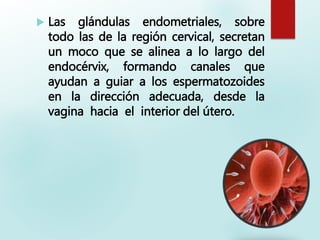  Las glándulas endometriales, sobre
todo las de la región cervical, secretan
un moco que se alinea a lo largo del
endocérvix, formando canales que
ayudan a guiar a los espermatozoides
en la dirección adecuada, desde la
vagina hacia el interior del útero.
 
