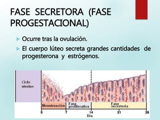 FASE SECRETORA (FASE
PROGESTACIONAL)
 Ocurre tras la ovulación.
 El cuerpo lúteo secreta grandes cantidades de
progesterona y estrógenos.
 