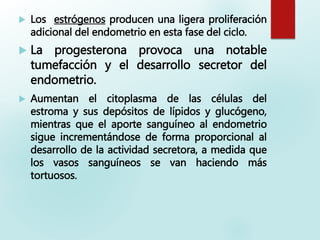  Los estrógenos producen una ligera proliferación
adicional del endometrio en esta fase del ciclo.
 La progesterona provoca una notable
tumefacción y el desarrollo secretor del
endometrio.
 Aumentan el citoplasma de las células del
estroma y sus depósitos de lípidos y glucógeno,
mientras que el aporte sanguíneo al endometrio
sigue incrementándose de forma proporcional al
desarrollo de la actividad secretora, a medida que
los vasos sanguíneos se van haciendo más
tortuosos.
 
