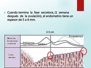  Cuando termina la fase secretora, (1 semana
después de la ovulación), el endometrio tiene un
espesor de 5 a 6 mm.
3-5 cm
 