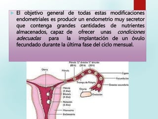  El objetivo general de todas estas modificaciones
endometriales es producir un endometrio muy secretor
que contenga grandes cantidades de nutrientes
almacenados, capaz de ofrecer unas condiciones
adecuadas para la implantación de un óvulo
fecundado durante la última fase del ciclo mensual.
 