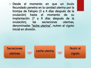 Desde el momento en que un óvulo
fecundado penetra en la cavidad uterina por la
trompa de Falopio (3 a 4 días después de la
ovulación) hasta el momento de su
implantación (7 a 9 días después de la
ovulación), las secreciones uterinas,
denominadas “leche uterina”, nutren al cigoto
inicial en división.
Secreciones
uterinas
Leche uterina
Nutrir al
cigoto
 