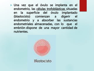  Una vez que el óvulo se implanta en el
endometrio, las células trofoblásticas situadas
en la superficie del óvulo implantado
(blastocisto) comienzan a digerir el
endometrio y a absorber las sustancias
endometriales almacenadas, con lo que el
embrión dispone de una mayor cantidad de
nutrientes.
 