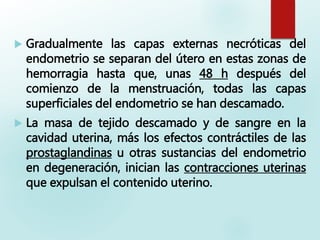  Gradualmente las capas externas necróticas del
endometrio se separan del útero en estas zonas de
hemorragia hasta que, unas 48 h después del
comienzo de la menstruación, todas las capas
superficiales del endometrio se han descamado.
 La masa de tejido descamado y de sangre en la
cavidad uterina, más los efectos contráctiles de las
prostaglandinas u otras sustancias del endometrio
en degeneración, inician las contracciones uterinas
que expulsan el contenido uterino.
 