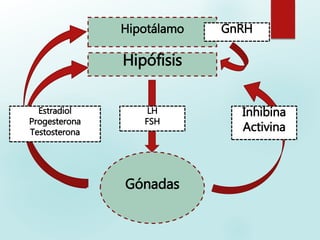 Hipotálamo
Hipófisis
Gónadas
GnRH
Inhibina
Activina
LH
FSH
Estradiol
Progesterona
Testosterona
 
