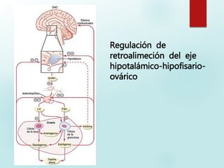 Regulación de
retroalimeción del eje
hipotalámico-hipofisario-
ovárico
 