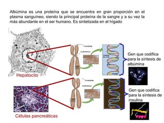 Albúmina es una proteína que se encuentra en gran proporción en el
plasma sanguíneo, siendo la principal proteína de la sangre y a su vez la
más abundante en el ser humano. Es sintetizada en el hígado
Gen que codifica
para la síntesis de
albúmina
Hepatocito
Células pancreáticas
Gen que codifica
para la síntesis de
insulina
 