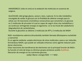 ANAEROBICO: (vida sin aire) es la oxidación de moléculas en ausencia de oxigeno.GLUCOLISIS: (del griego glycos, azúcar y lysis, ruptura). Es la vida metabólica encargada de oxidar la glucosa con la finalidad de obtener energía para la célula son 10 reacciones enzimáticas consecutivas que convierten a la glucosa en 2 moléculas de piruvator el cual es capaz de seguir otras vías metabólicas y así continuar entregando energía al organismo- es la vía inicial del catabolismo (degradación) de carbohidratos.Durante la glucolisis se obtiene 2 moléculas de ATP y 2 moléculas de NADHNAD: nicotidamina adenina dinucleotido también llamada difostopiana nucleótido y coenzimal.Es un agente oxidante, acepta electrones de otras moléculas y pasa a ser reducido, formándose NADH, que puede ser utilizado entonces como agente reductor para donar electrones.Estas reacciones de transferencia de electrones son la principal función de NAD+.Su función el ciclo de kreps es eliminar grupos proteicos acetilo AceHCoA, liberación de energía en los nutrientes glucosa. oxida/ libera= energía NAD          NAD .