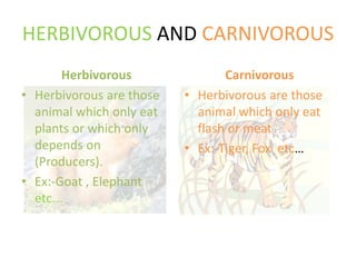 HERBIVOROUS AND CARNIVOROUS
Herbivorous
• Herbivorous are those
animal which only eat
plants or which only
depends on
(Producers).
• Ex:-Goat , Elephant
etc….
Carnivorous
• Herbivorous are those
animal which only eat
flash or meat
• Ex:-Tiger, Fox etc…
 