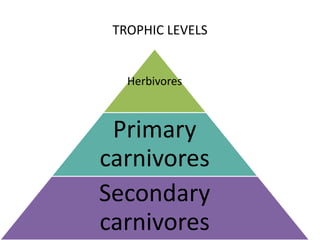 TROPHIC LEVELS
Herbivores
Primary
carnivores
Secondary
carnivores
 