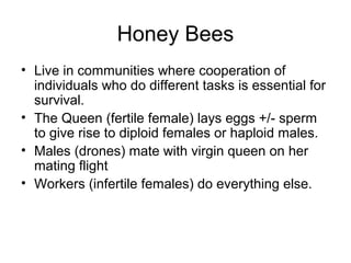 Honey Bees
• Live in communities where cooperation of
individuals who do different tasks is essential for
survival.
• The Queen (fertile female) lays eggs +/- sperm
to give rise to diploid females or haploid males.
• Males (drones) mate with virgin queen on her
mating flight
• Workers (infertile females) do everything else.
 
