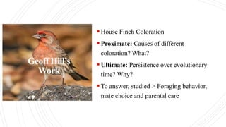 Geoff Hill’s
Work
House Finch Coloration
Proximate: Causes of different
coloration? What?
Ultimate: Persistence over evolutionary
time? Why?
To answer, studied > Foraging behavior,
mate choice and parental care
 