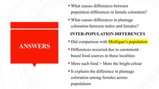 ANSWERS
 What causes differences between
population differences in female coloration?
 What causes differences in plumage
coloration between males and females?
INTER-POPULATION DIFFERENCES
 Did comparison with Michigan’s population
 Differences occurred due to carotenoid-
based food sources in those localities
 More such food > More the bright colour
 It explains the difference in plumage
coloration among females across
populations
 