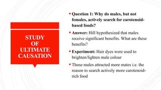 STUDY
OF
ULTIMATE
CAUSATION
 Question 1: Why do males, but not
females, actively search for carotenoid-
based foods?
 Answer: Hill hypothesized that males
receive significant benefits. What are these
benefits?
 Experiment: Hair dyes were used to
brighten/lighten male colour
 Those males attracted more mates i.e. the
reason to search actively more carotenoid-
rich food
 