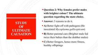 STUDY
OF
ULTIMATE
CAUSATION
 Question 2: Why females prefer males
with brighter colour? The ultimate
question regarding the mate choice.
 Answer: 3 reasons to do it.
 A) Better fight-off with pathogens (He
inoculated Mycoplasma gallicepticum)
 B) Better parental care (Brighter male fed
twice their babies than the drabber males)
 C) Better foragers, hence more fitness,
healthy offsprings
 