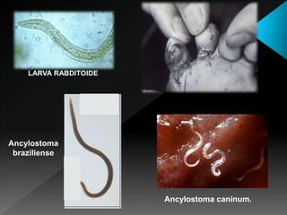 LARVA RABDITOIDE
Ancylostoma caninum.
Ancylostoma
braziliense
 