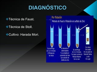 Técnica de Faust.
Técnica de Stoll.
Cultivo: Harada Mori.
 