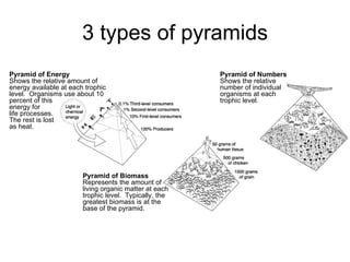 Pyramids of biomass worksheet