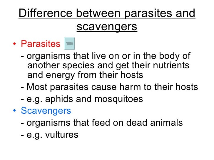 Chapter 21 Ecology Lesson 2 - Pyramid of numbers biomass_carbon cycle