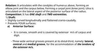 RADIUS & ULNA description and comparative anatomy | PPTX