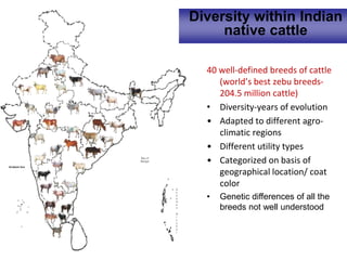 40 well-defined breeds of cattle
(world’s best zebu breeds-
204.5 million cattle)
• Diversity-years of evolution
• Adapted to different agro-
climatic regions
• Different utility types
• Categorized on basis of
geographical location/ coat
color
• Genetic differences of all the
breeds not well understood
Diversity within Indian
native cattle
 
