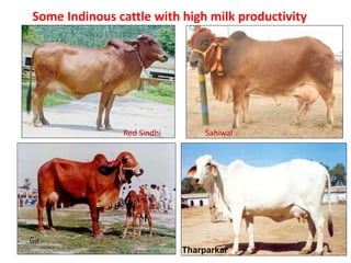 Some Indinous cattle with high milk productivity
Sahiwal
Hariana
Tharparkar
HarianaSahiwalRed Sindhi
 