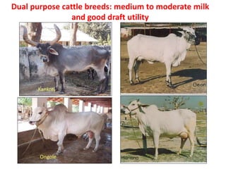 Kankrej
Kankrej
Ongole
Dual purpose cattle breeds: medium to moderate milk
and good draft utility
 