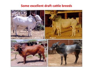 Some excellent draft cattle breeds
Khillar Nagori
Red Kandhari Hallikar
 