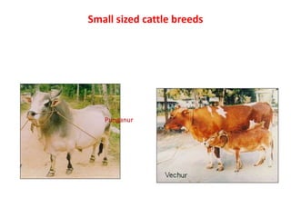 Small sized cattle breeds
Punganur
Malnad Gidda
 